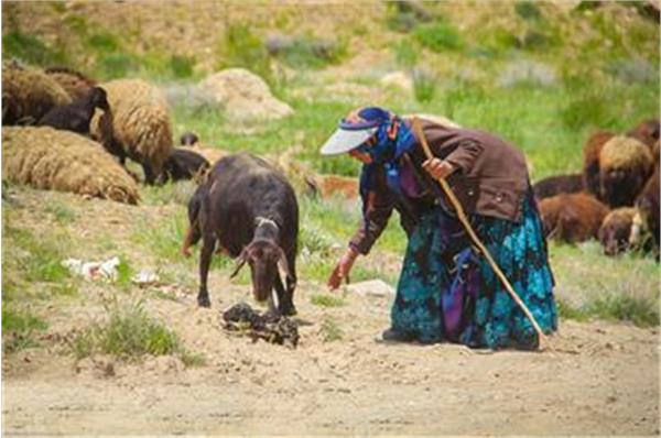 پرداخت تسهیلات به صندوق خرد زنان عشایر در فارس