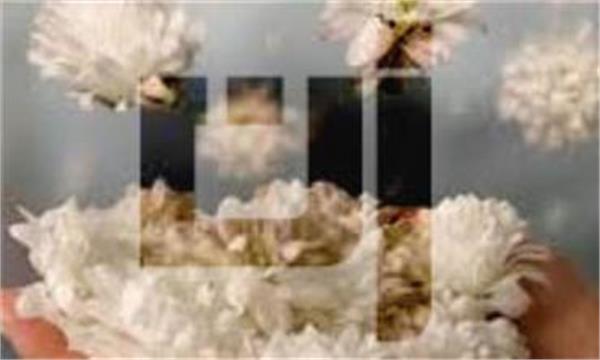 زنان، وارث نور و خرد و روشنی